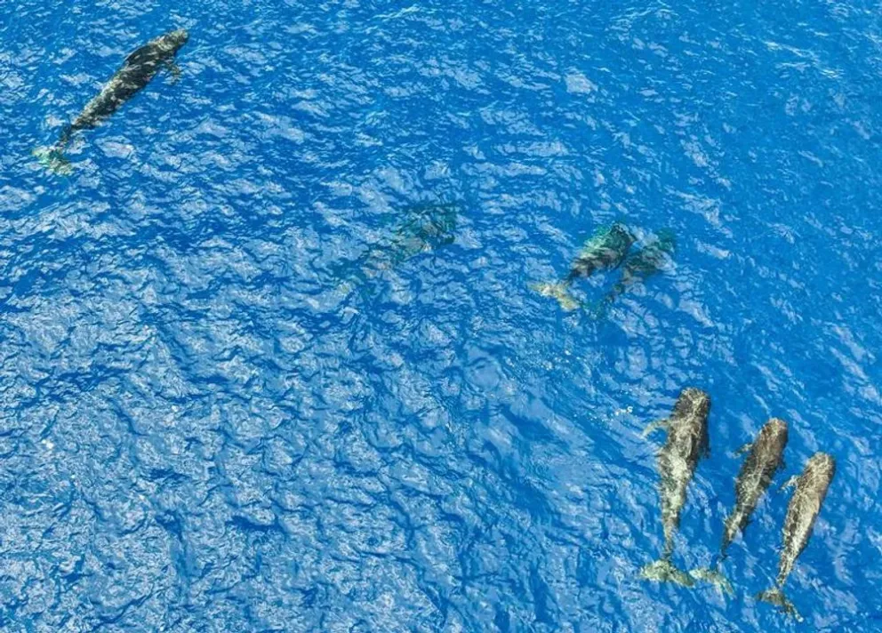 Ballenas piloto de aleta corta captadas por un dron en el Mar Meridional de China